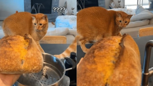 Foto: Reprodução/ @orangeboysofweho/ Instagram/ Cat Time