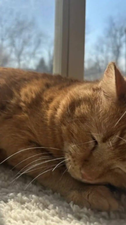 Gato laranja que perdeu as esperanças é adotado após foto comovente nas redes sociais