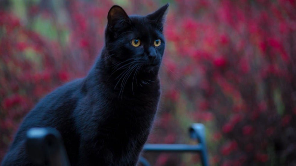 (Foto: Canva/collinseric)