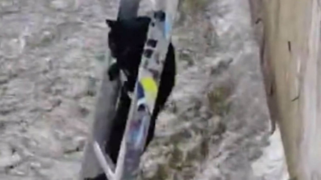 Gato preto dá um 'olé' em quem queria ajudá-lo e se salva em resgate dramático