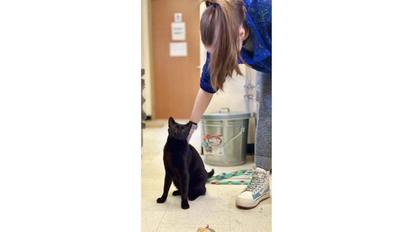 Gato preto recebendo carinho de mulher