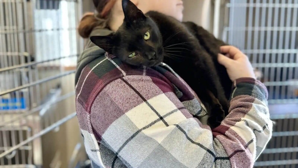 Gato preto recebendo carinho de mulher