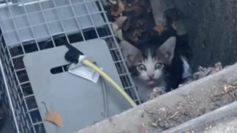 Gato que 'brotou' de bueiro conhece o bom da vida graças a socorristas