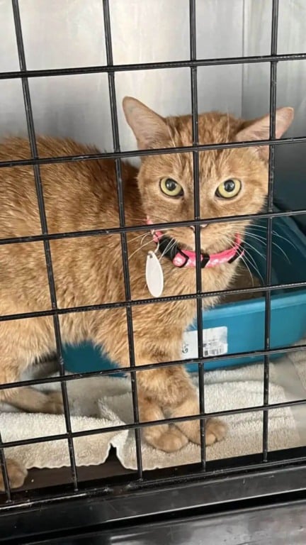 Gato laranja resgatado de laboratório