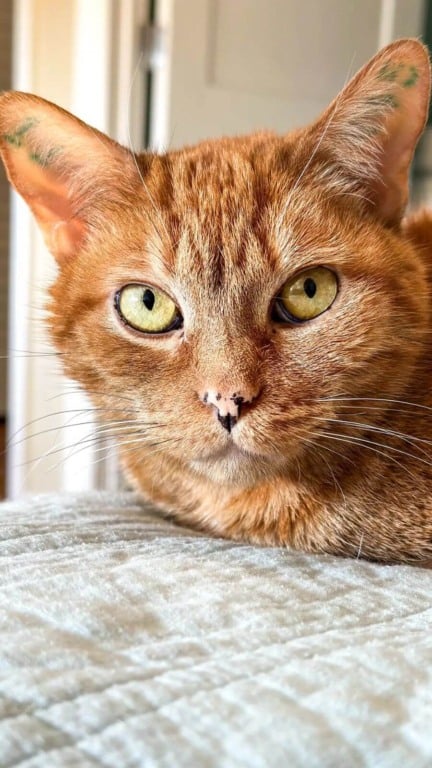 Gato laranja resgatado de laboratório