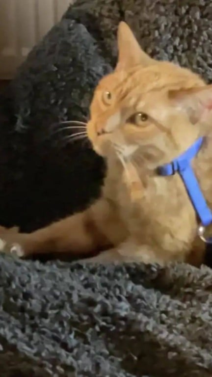 Gato laranja resgatado de laboratório