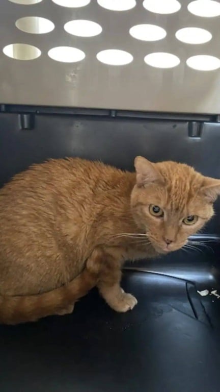Gato laranja resgatado de laboratório