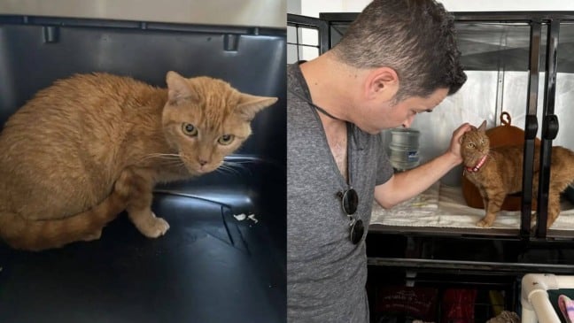 Gato laranja resgatado de laboratório