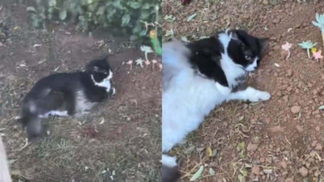 Gato que perdeu seu irmão visita seu túmulo todos os dias