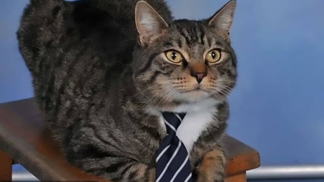 Gato tira foto em escola