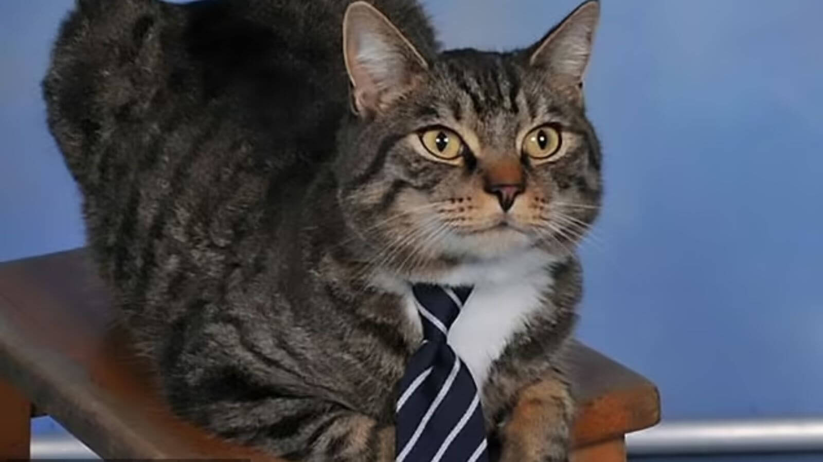 Gato tira foto em escola