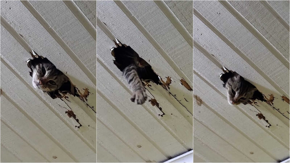 Gato quebra telhado Gato quebra telhado