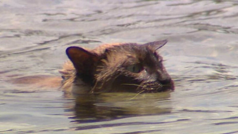 Gato nadando