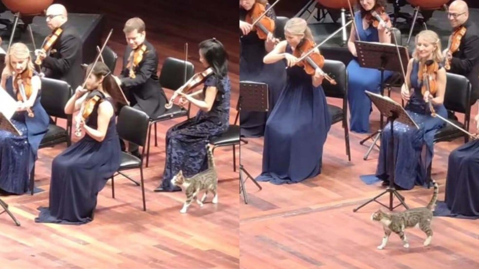 Gato em palco com orquestra