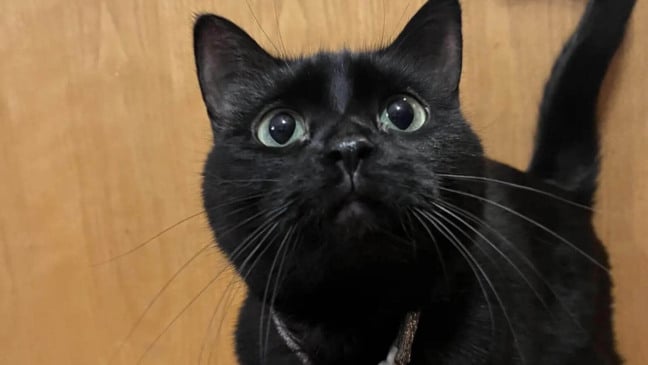 Foto: Reprodução/Sage Horn/The Dodo