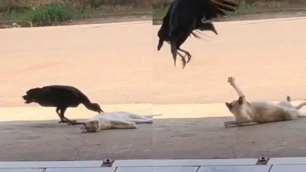 Gato se assusta com urubus