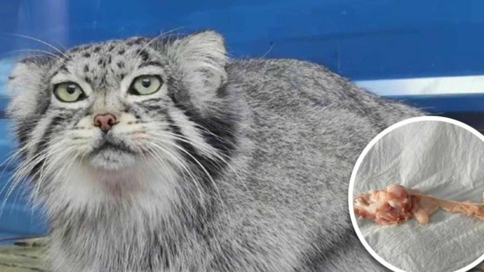 (Foto: Reprodução/SCMP)