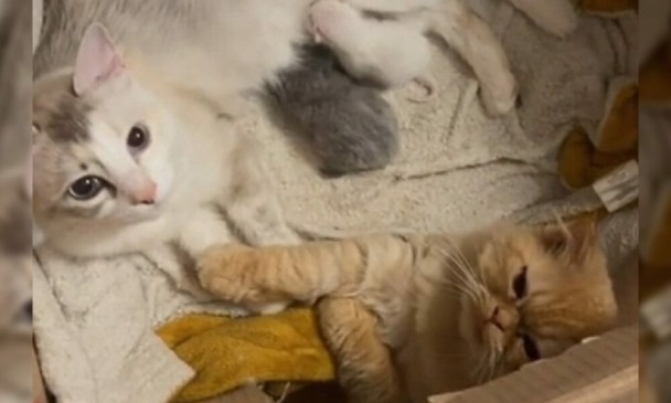 Gato segura patinha de parceira que acabou de dar à luz e emociona a internet