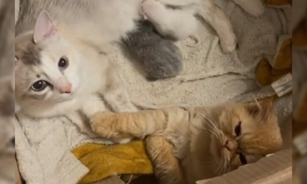 Gato segura patinha de parceira que acabou de dar à luz e emociona a internet