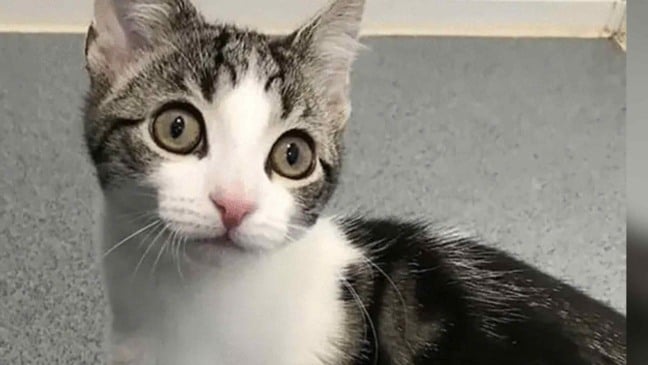 (Foto: Reprodução | www.cats.org.uk)