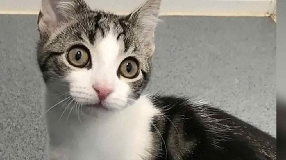 (Foto: Reprodução | www.cats.org.uk)