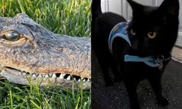 Gato preto e cabeça de jacaré