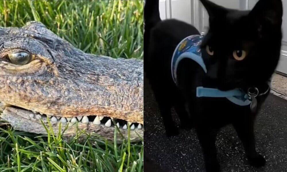 Gato preto e cabeça de jacaré