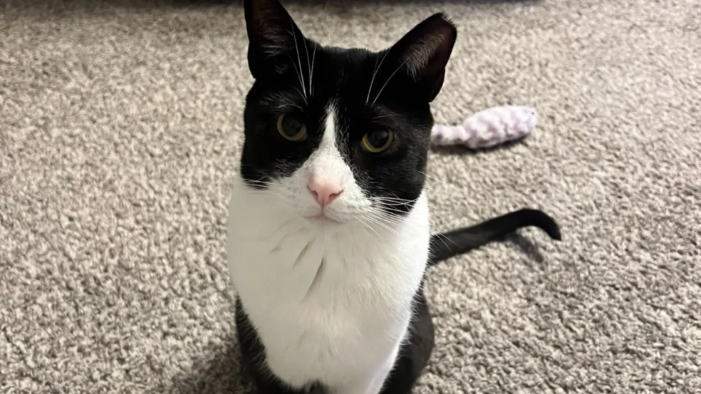 Gato preto e branco sentado em carpete