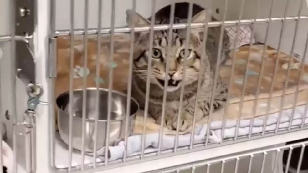 Foto: Regional Animal Services of King County