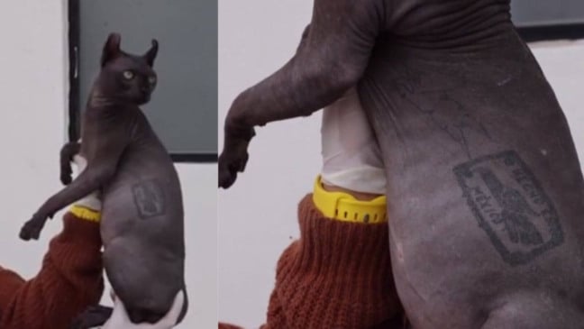 Gato tatuado