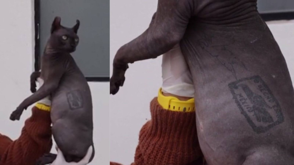 Gato tatuado
