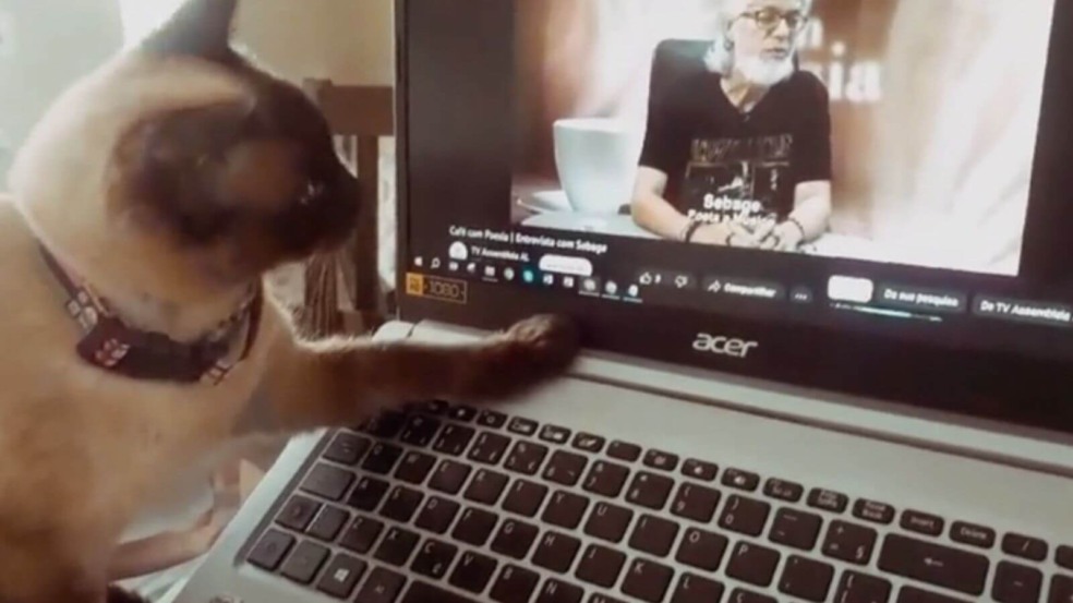 Gato tem reação emocionante ao assistir VÍDEO de tutor que morreu