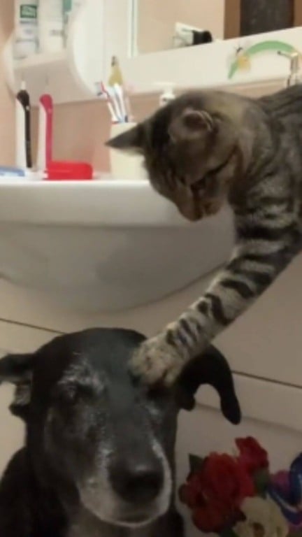 Gato fazendo carinho em cachorro