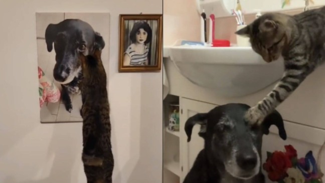 Gato fazendo carinho em cachorro