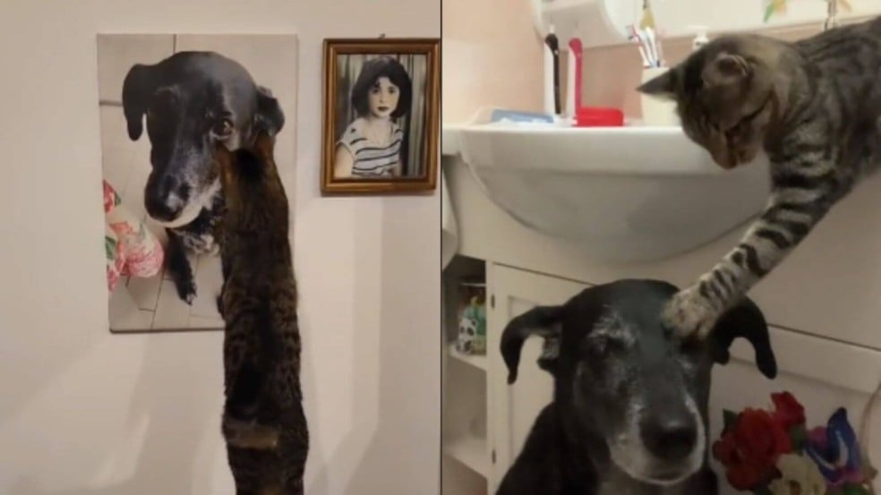 Gato fazendo carinho em cachorro