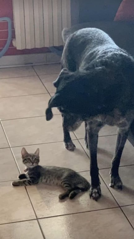 Gato e cachorro