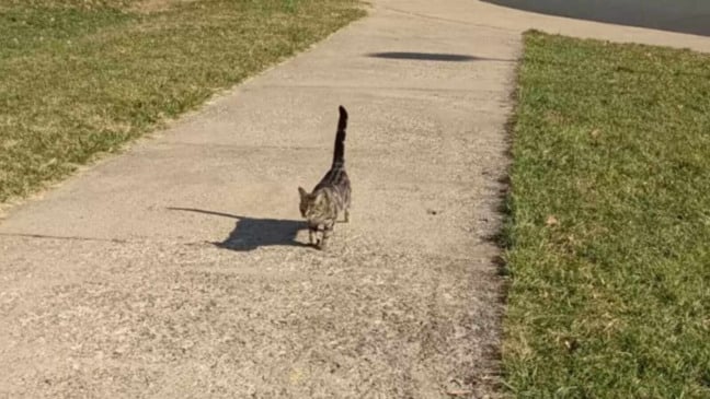 Gato caminhando em calçada