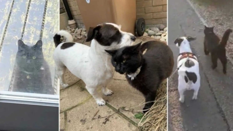 Cachorro e gato se acariciando