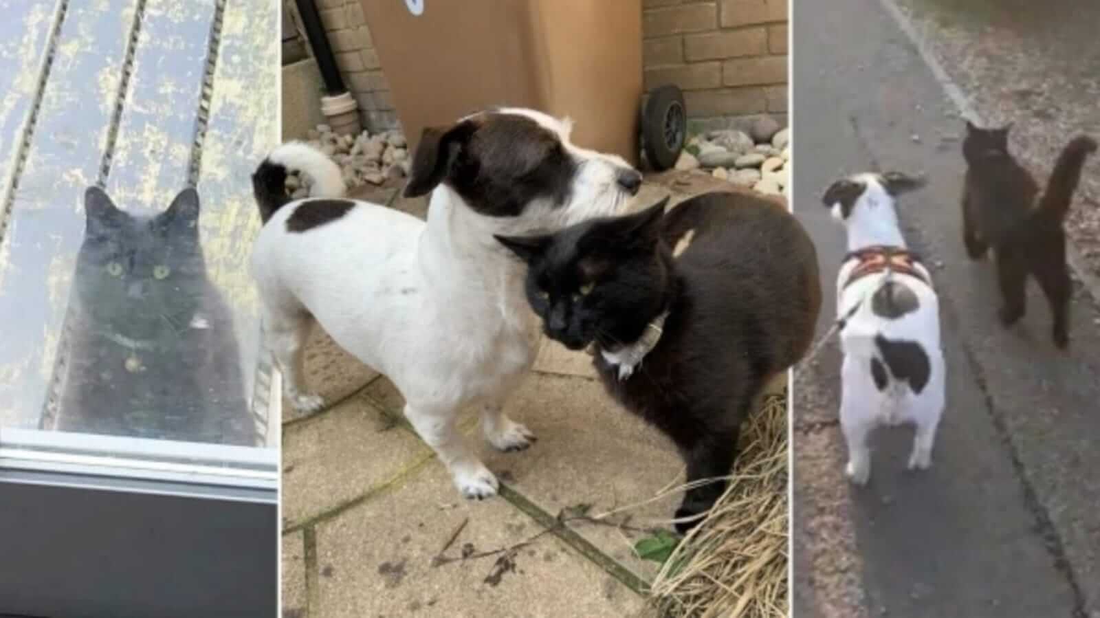 Cachorro e gato se acariciando