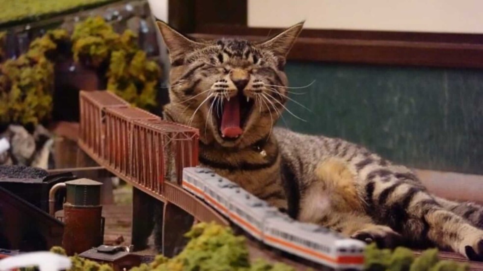 Gato em miniatura de ferrovia Gato em miniatura de ferrovia