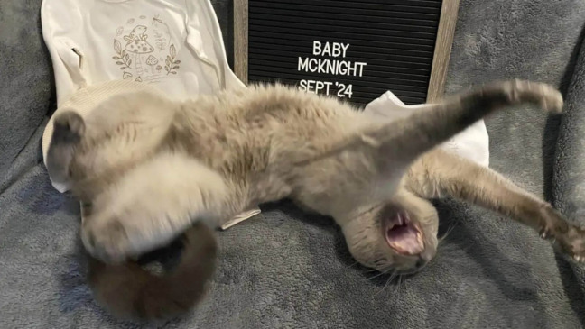 Foto: Reprodução/Autumn McIntyre/The Dodo