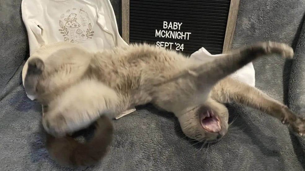 Foto: Reprodução/Autumn McIntyre/The Dodo