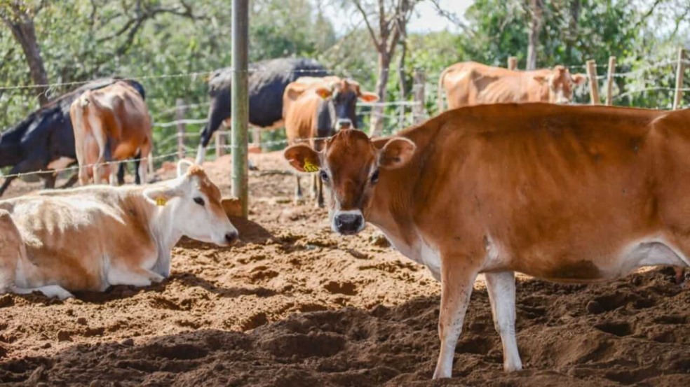 Foto de gado em Jundiaí