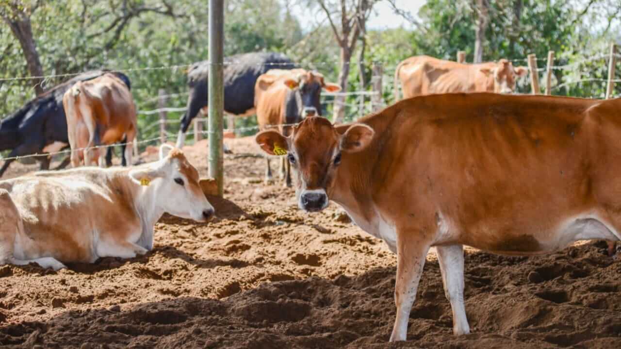 Foto de gado em Jundiaí