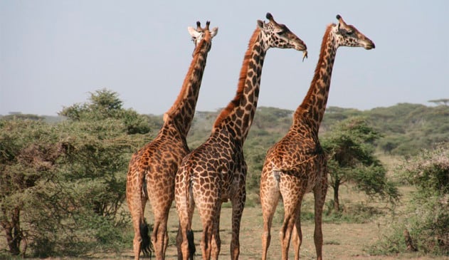 ONGs lutam há dois anos para incluir a espécie na lista de extinção (Foto: Pixabay)