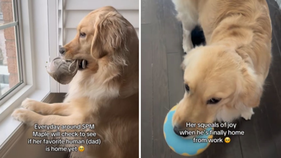 Maple com presentes Maple com presentes