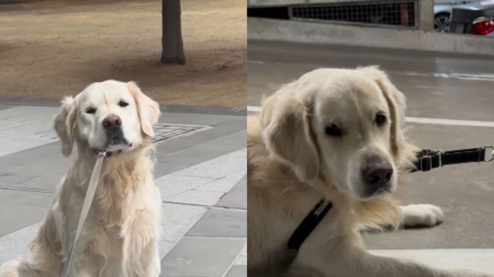 Golden Retriever se joga no chão para não voltar do passeio
