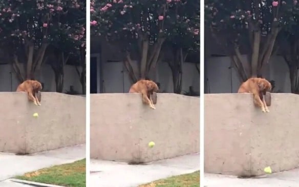 Golden brincando com bolinha na parede de sua casa