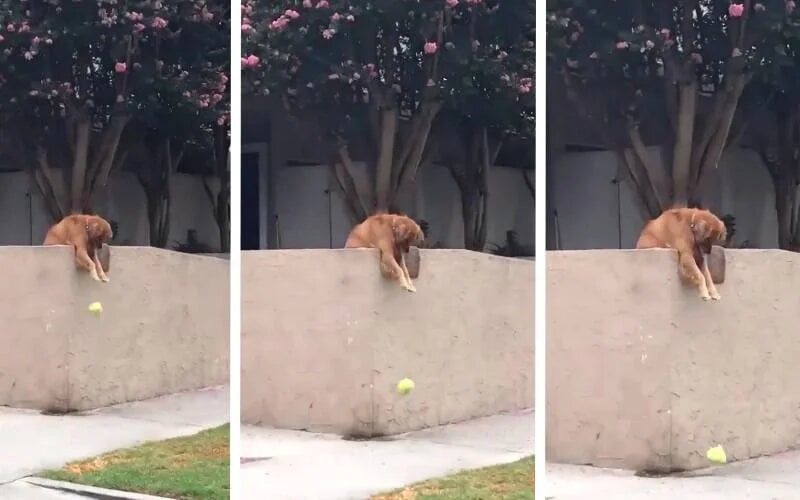 Golden brincando com bolinha na parede de sua casa