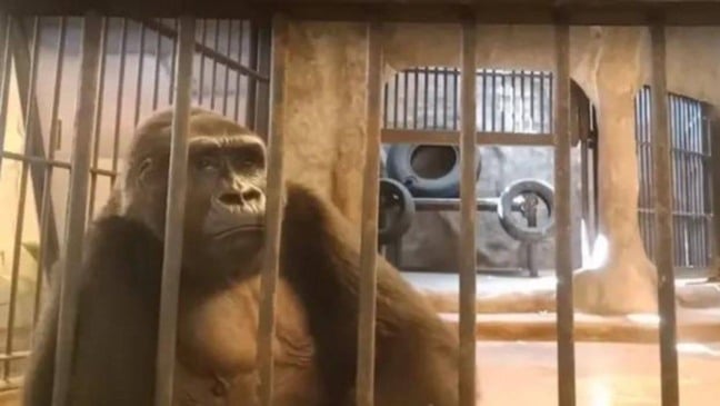 (Foto: Reprodução | PETA Asia)